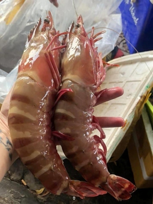 Do đánh bắt tự nhiên nên thịt tôm sú cọp rất chắc và ngọt. Khi ăn, cảm nhận còn ngon hơn thịt tôm hùm. Ảnh: Haisanquangninh