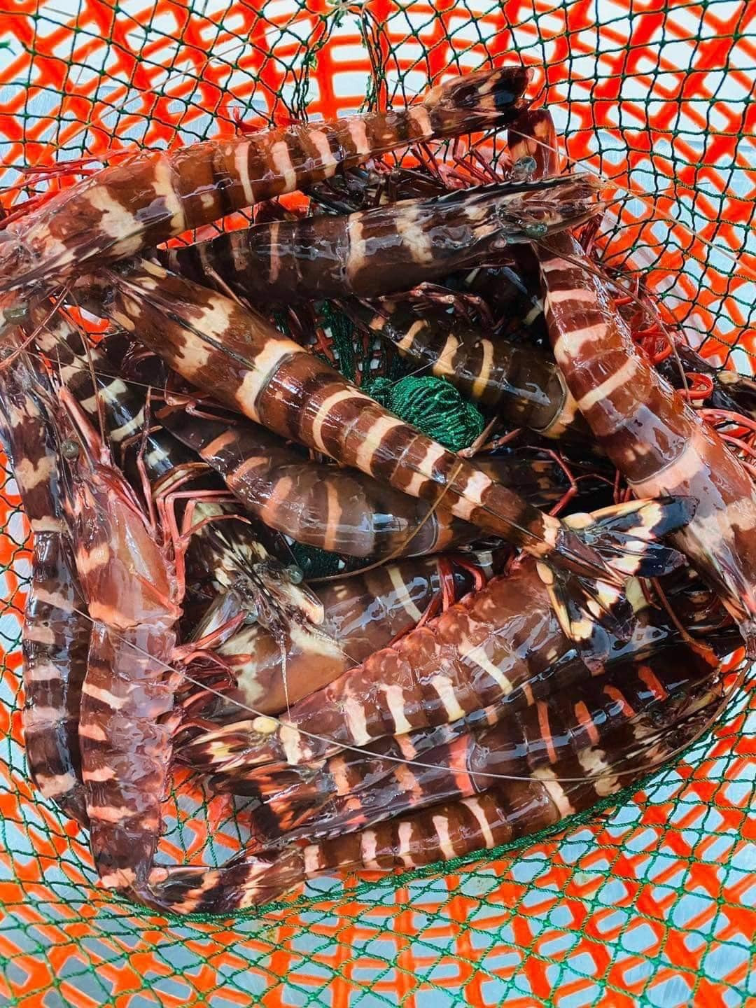 Ở Việt Nam, tôm sú cọp được đánh giá ngon cả tôm hùm Alaska. Theo người bán, tôm sú cọp còn gọi là tôm sú mẹ khổng lồ, được đánh bắt khơi xa. Ảnh: Facebook