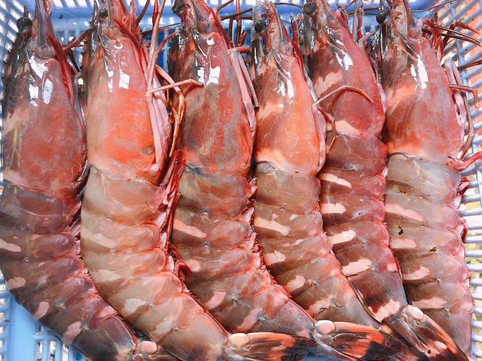 Ngoài hàng tươi sống, trên thị trường cũng bán tôm sú cọp ủ đá, giá dưới 1 triệu đồng/kg. Ảnh: Tiền phong