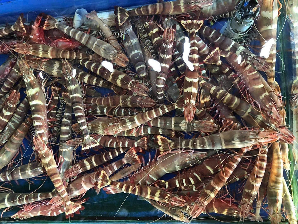 Tôm sú cọp có kích thước khá lớn. Thông thường, một kg tôm sú cọp khoảng 4 – 6 con, những con lớn hơn thì 3 – 4 con/kg. Ảnh: Vietnamnet