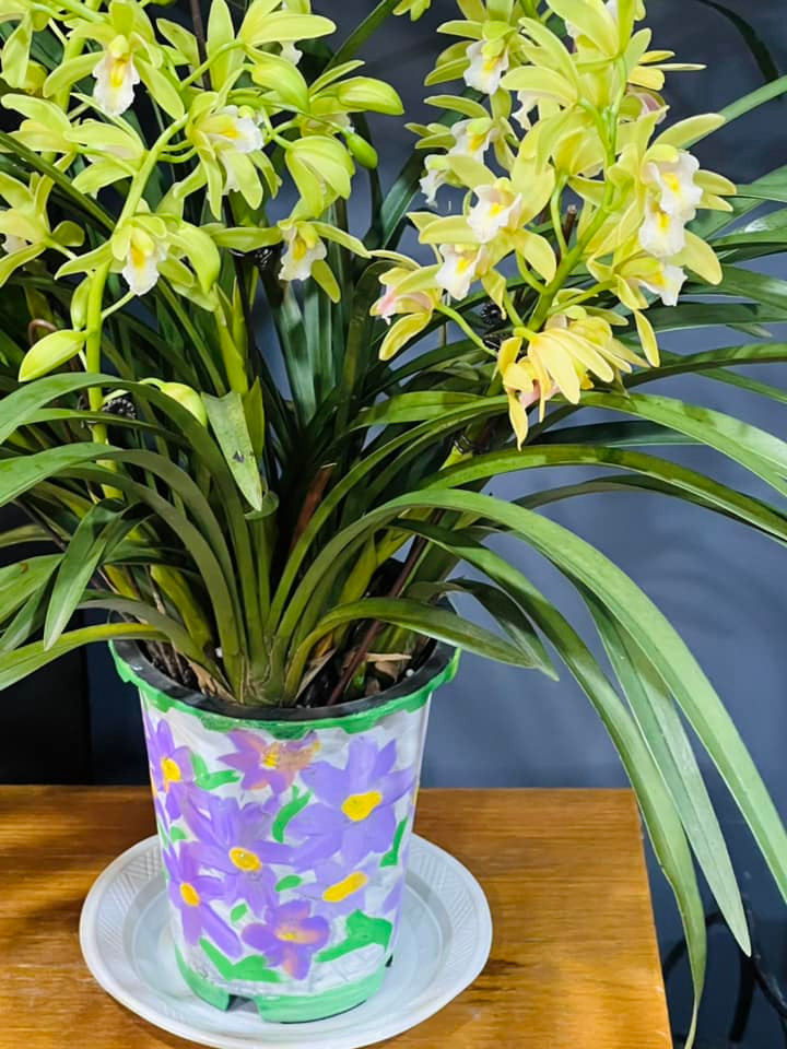 Địa lan Quốc sắc thiên hương, nụ xanh, hoa trắng đẹp mê mẩn.