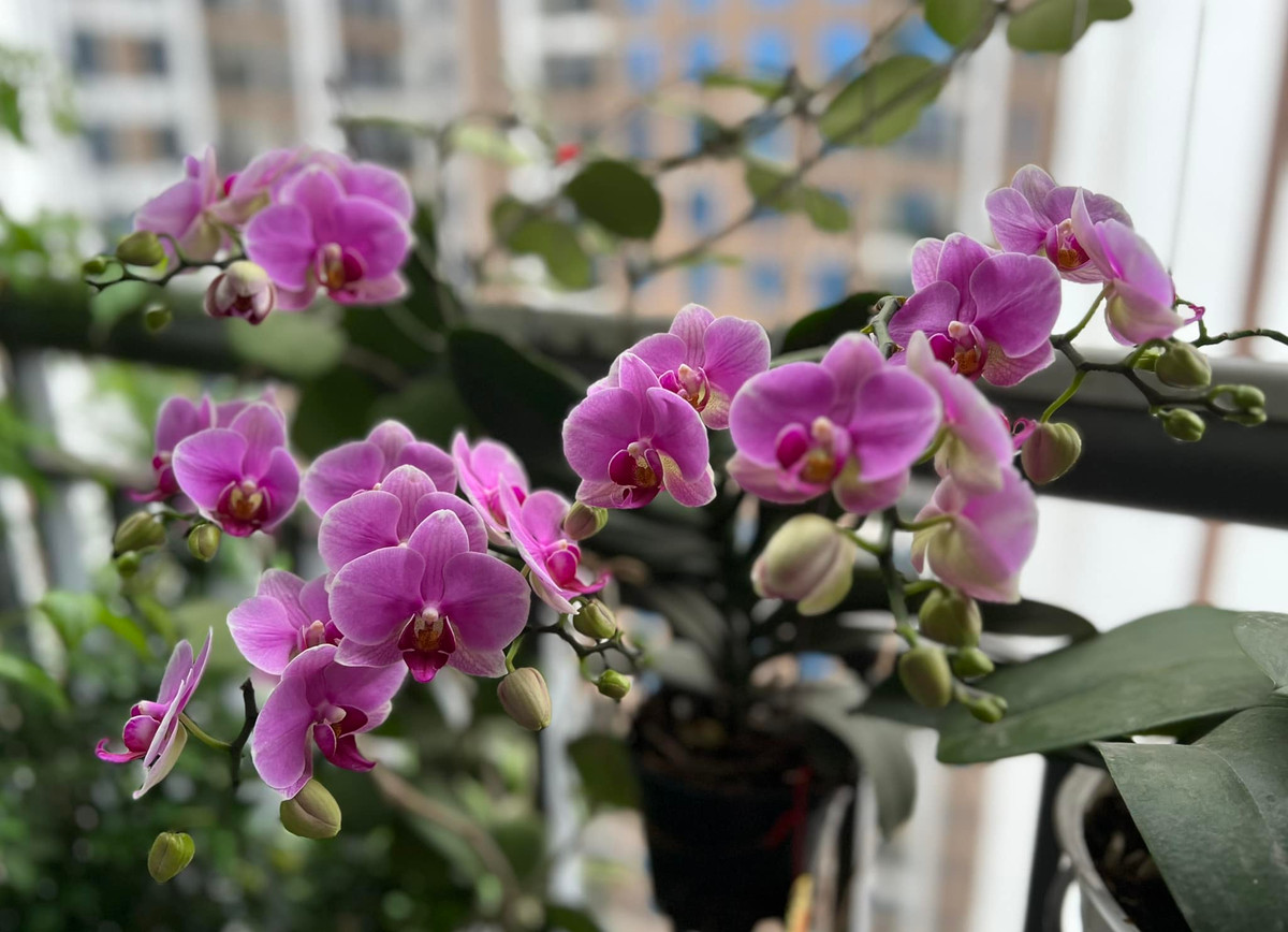 Ngoài những bình hoa tự cắm, MC Diễm Quỳnh còn khoe hoa trồng. Nữ MC cho biết: "Hoa nhà trồng năm thứ 2, nở từ tháng 11 âm và sang tháng 2 nhuận vẫn hiên ngang như thế này".