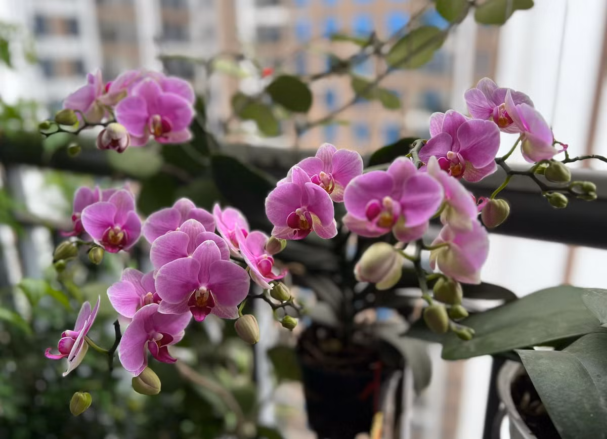 Ngoài những bình hoa tự cắm, MC Diễm Quỳnh còn khoe hoa trồng. Nữ MC cho biết: "Hoa nhà trồng năm thứ 2, nở từ tháng 11 âm và sang tháng 2 nhuận vẫn hiên ngang như thế này".