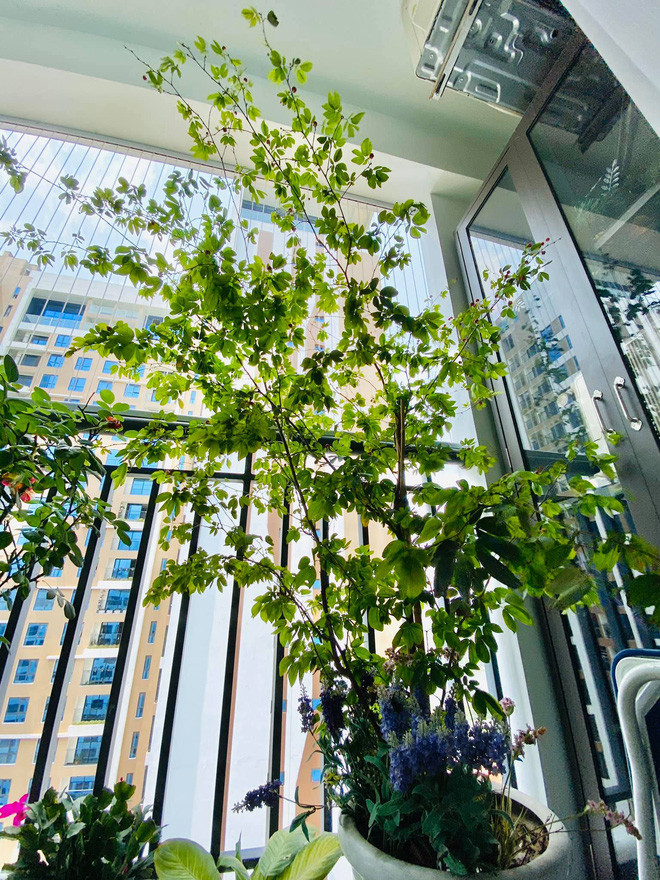 Khu vực ban công được Diễm Quỳnh hô biến thành một khu vườn nhỏ xanh mướt với rất nhiều loại cây trái khác nhau. Nguồn ảnh: FBNV