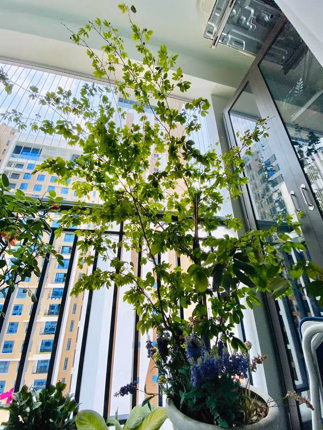 Khu vực ban công được Diễm Quỳnh hô biến thành một khu vườn nhỏ xanh mướt với rất nhiều loại cây trái khác nhau. Nguồn ảnh: FBNV
