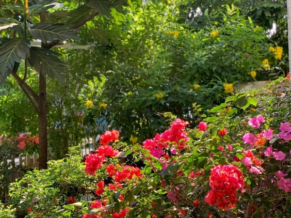 Khu vườn ngập tràn sắc hoa.