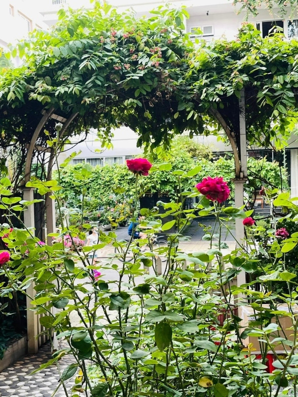 Thậm chí, cổng nhà cũng được trang trí bằng những loại cây dây leo mang cảm giác hòa hợp với thiên nhiên.