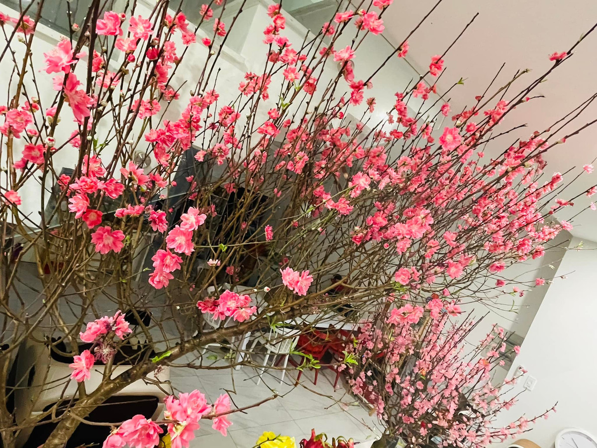 Cành đào rực rỡ cho không gian ngập sắc xuân. Nguồn ảnh: FBNV