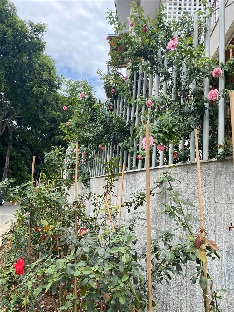 Nhìn từ bên ngoài, hoa phủ kín lối đi. Ảnh: FBNV