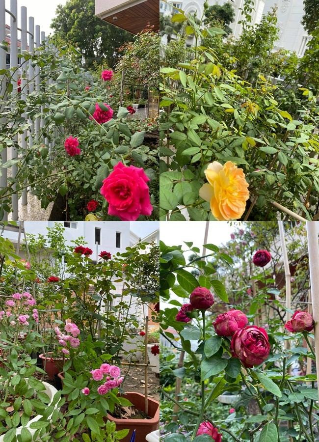 Đủ các loại hồng đua nhau khoe sắc. Ảnh: FBNV