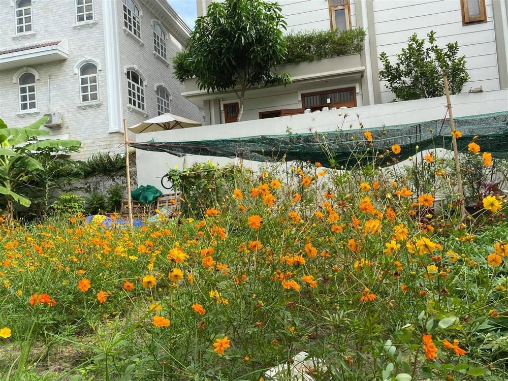 Khu vườn rộng rãi cho phép chủ nhân trồng nhiều loại hoa khác nhau. Ảnh: FBNV
