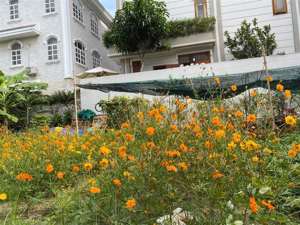 Khu vườn rộng rãi cho phép chủ nhân trồng nhiều loại hoa khác nhau. Ảnh: FBNV