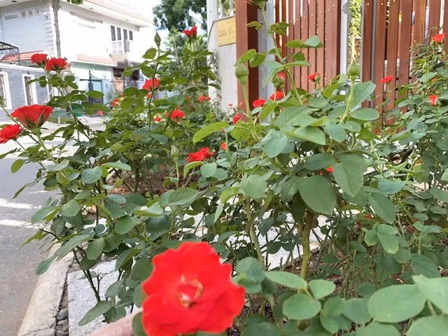 Hai vợ chồng Quý Bình đều yêu thích cảm giác chăm sóc cây hoa và đứng ngắm nhìn thành quả của mình khoe sắc mỗi ngày. Ảnh: FBNV