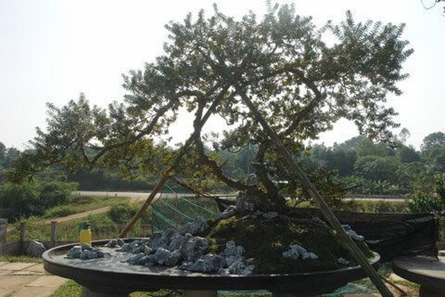 Tò mò những cây ổi bonsai đắt nhất trời Nam To mo nhung cay oi bonsai dat nhat troi Nam