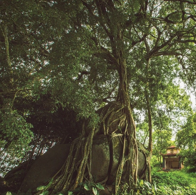 Cây sanh cổ được ví như một kiệt tác bonsai thiên tạo với chiều cao hơn 27m, tán lá rộng 35m. Ảnh: TC Thương Hiệu &amp; Sản Phẩm.