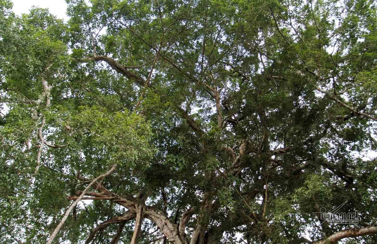 Tán lá cây sum suê, toả bóng một khu vực rộng lớn. Ảnh: Vietnamnet