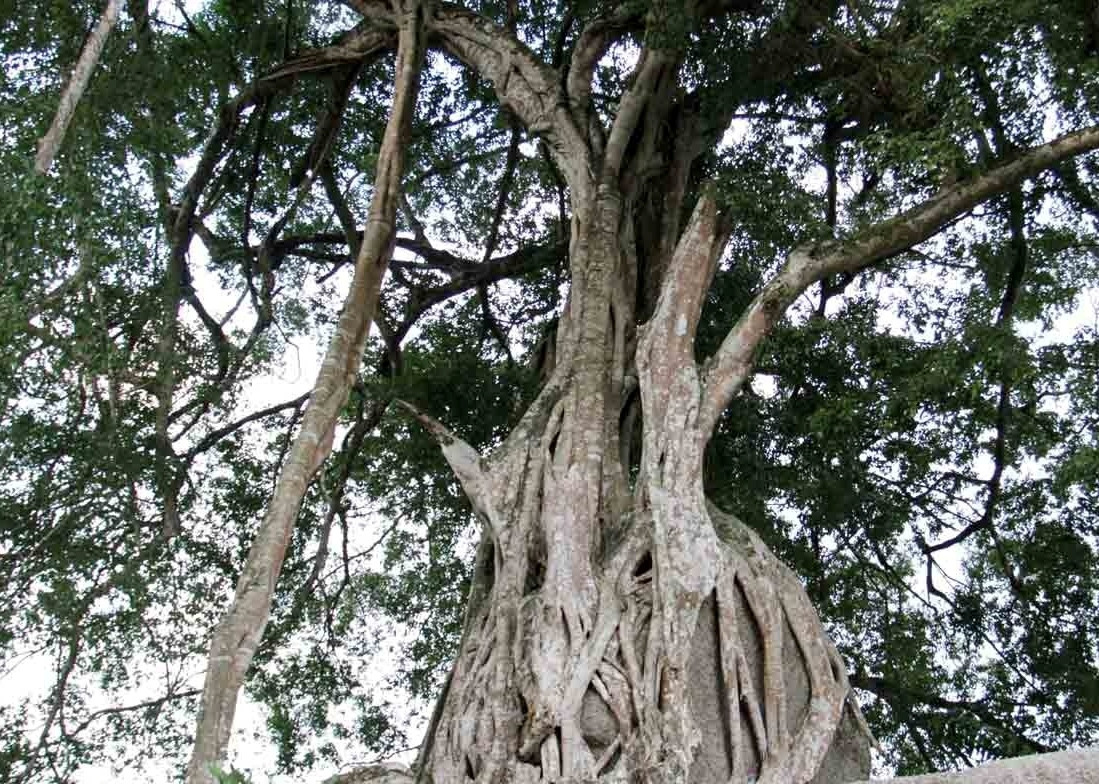 Các tay cành từ trên xuống bám chặt mặt đất tạo nên thế đứng vững chãi. Ảnh: Vietnamnet