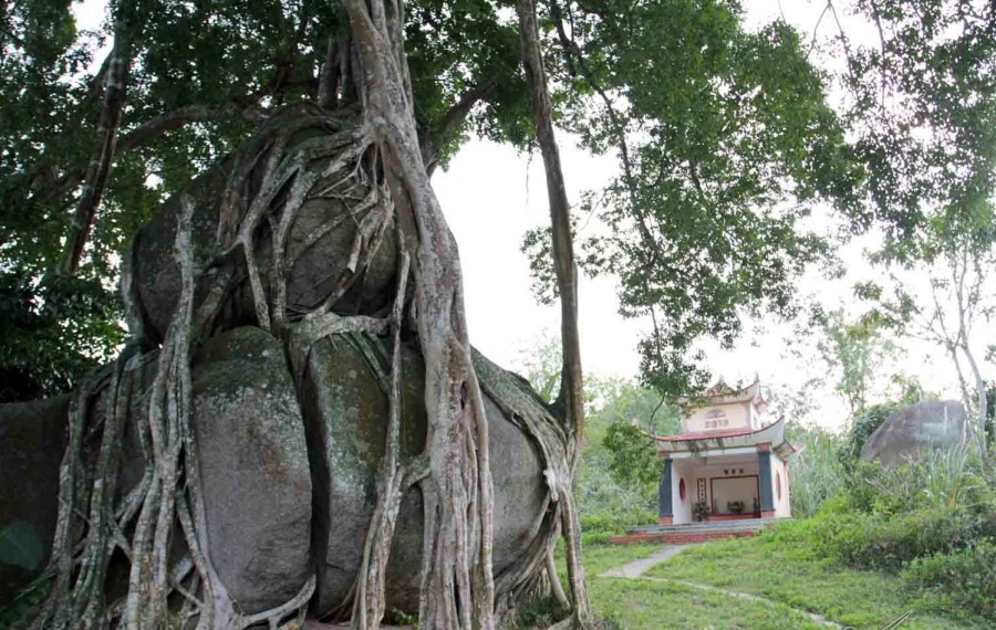 Hàng trăm rễ cây tua tủa, ôm chặt lấy từng thớ đá hoa cương, là 2 tảng đá xếp trồng lên nhau, tạo ra hình thế độc đáo, vững chắc. Ảnh: Vietnamnet