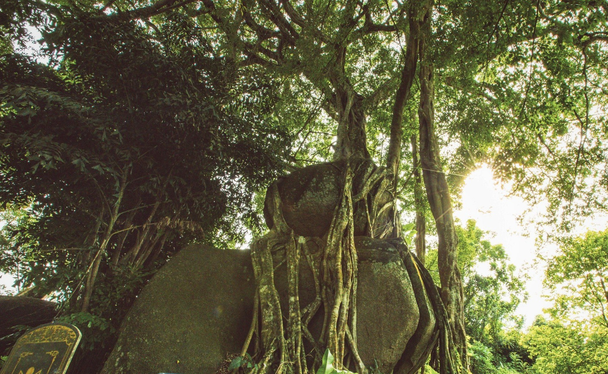 Một số người làm nghề buôn bán cây cảnh từng ngỏ ý hỏi mua cây sanh 1.000 năm tuổi nhưng dân bản Kẻ Mui quyết giữ lại để chăm sóc và bảo tồn. Ảnh: Dân Việt