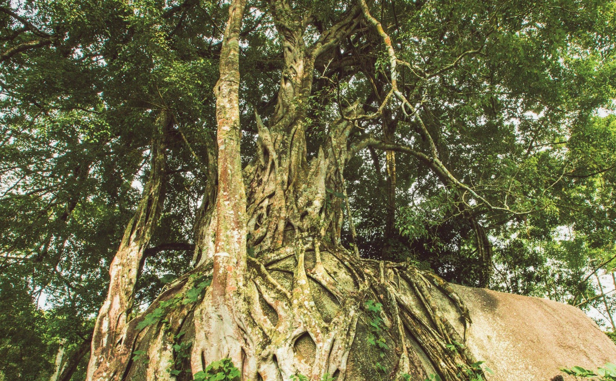 Năm 2015, cây sanh với thế độc lạ ở xã Giai Xuân được công nhận là cây di sản Việt Nam. Ảnh: Dân Việt