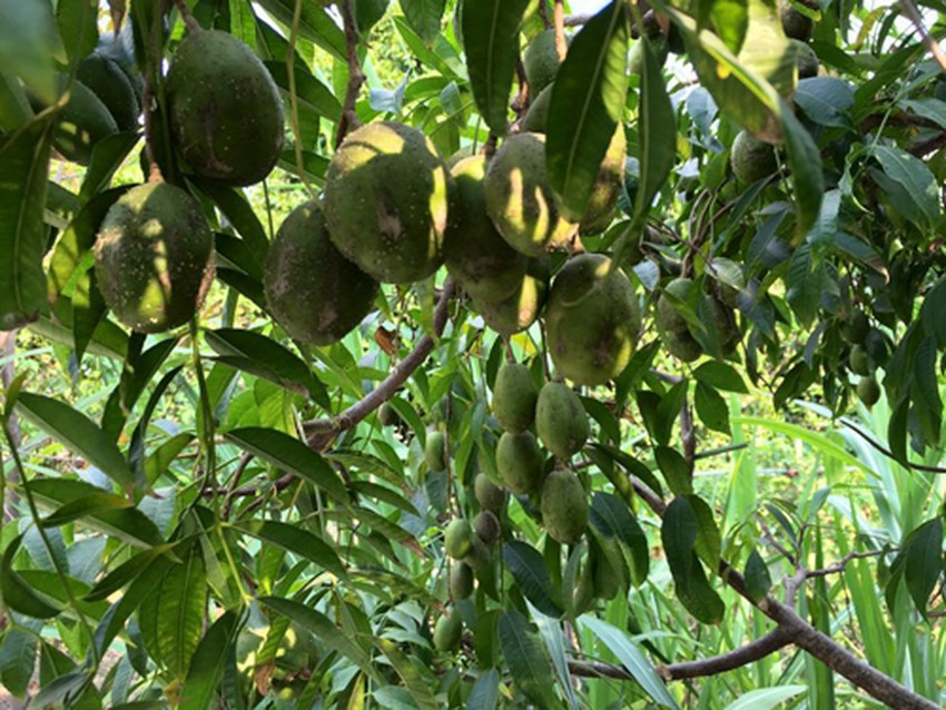 Khu vườn của Việt Trinh được chăm sóc tốt nên thường xuyên cung cấp đủ loại hoa quả. Ảnh: FBNV