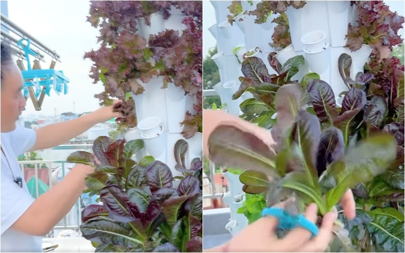 Các loại rau nam ca sĩ trồng nhiều nhất là xà lách Romaine, xà lách tím, rau cải...