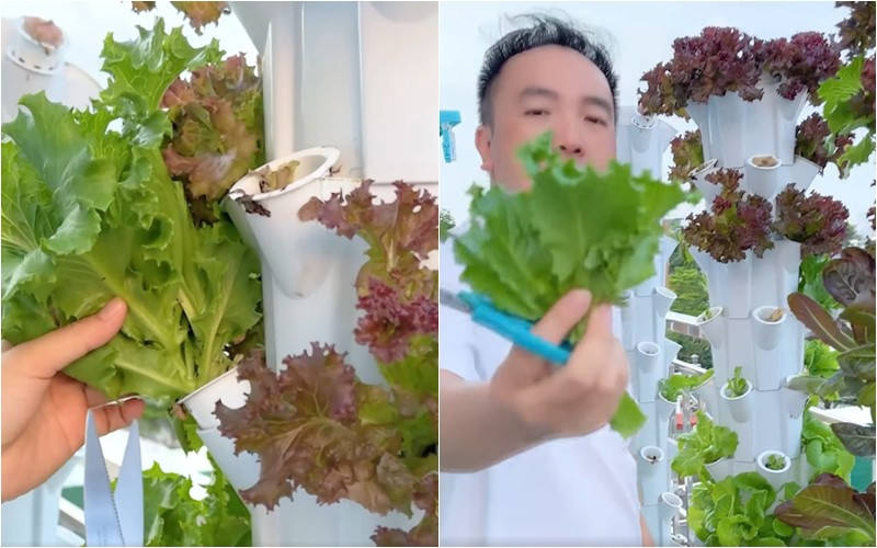 Vườn rau nhà Dương Ngọc Thái tuy đơn giản nhưng ăn không kịp.