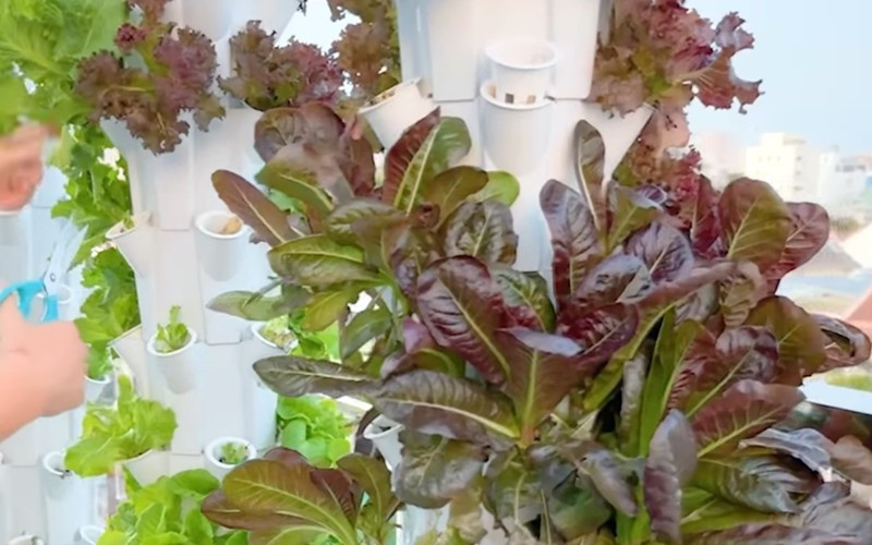 Nam ca sĩ cho biết đây là thành quả sau 15 - 20 ngày. Anh lấy hạt ươm thành cây xong bỏ vào giàn thuỷ canh.