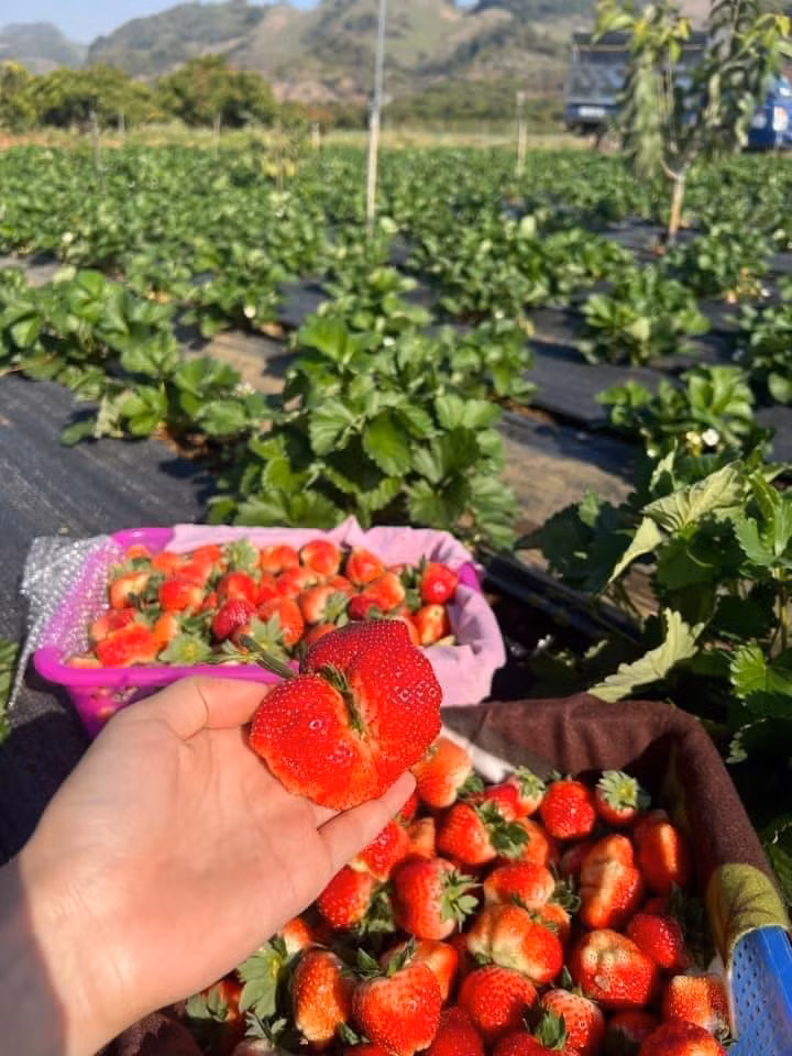 Những ngày gần đây, dâu tây Mộc Châu (Sơn La) bán tràn ngập khắc các chợ truyền thống ở Hà Nội cũng như chợ mạng. Không khó để bắt gặp những cửa hàng quảng cáo bán "dâu tây Sơn La" hay "dâu tây Mộc Châu"...