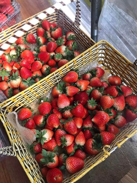 Quả dâu Mộc Châu thường to ở phần gần cuống và thon dần về chóp, trong khi dâu Trung Quốc lại quả khá đều, to đều, cuống dài, sờ vào quả có độ cứng, mịn.