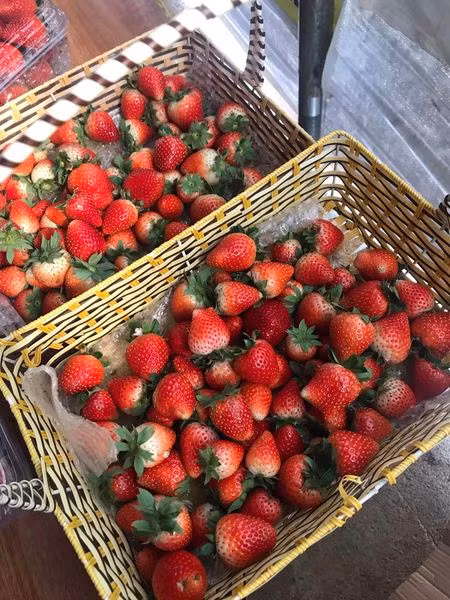 Quả dâu Mộc Châu thường to ở phần gần cuống và thon dần về chóp, trong khi dâu Trung Quốc lại quả khá đều, to đều, cuống dài, sờ vào quả có độ cứng, mịn.