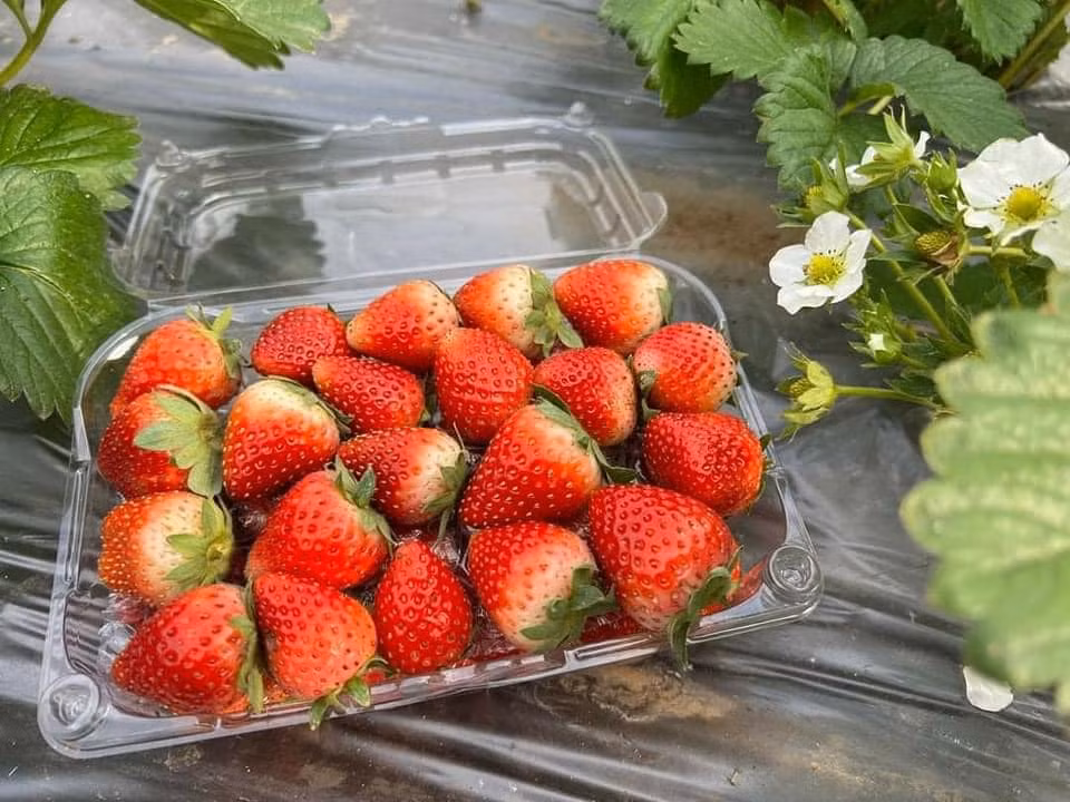 Giá dâu tây phục thuộc vào size quả, quả càng to giá càng cao. Loại dâu tây Vip giá dao động từ 400.000 - 550.000 đồng/kg, loại nhỡ từ 180 – 220.000 đồng, loại dâu lớn giá từ 250.000-350.000 đồng/kg, và loại dâu bi từ 90.000-160.000 đồng/kg.