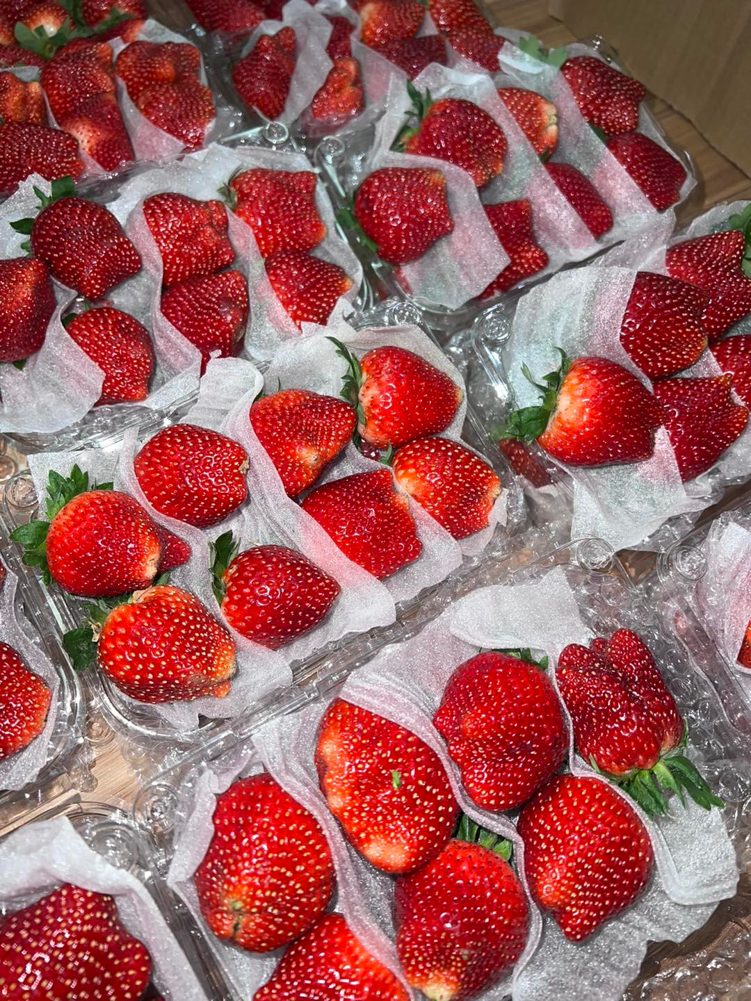 Ngược lại, dâu tây Trung Quốc nhập về Việt Nam thường đóng theo thùng từ 10-12kg và có thể để được từ 8-10 ngày không hỏng.