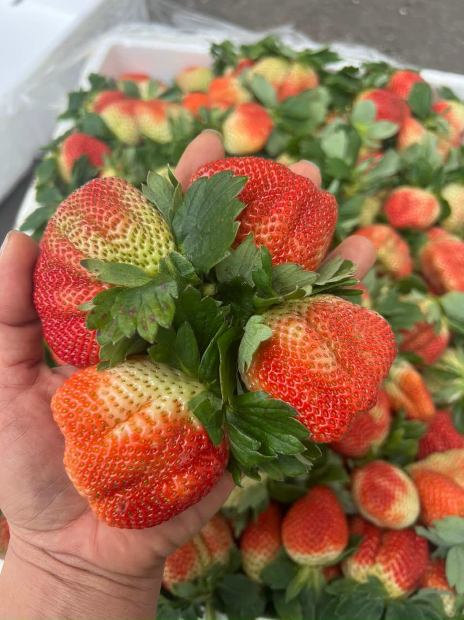 Để phân biệt dâu tây Sơn La với dâu tây Trung Quốc, người tiêu dùng nên quan sát kỹ hình dáng bên ngoài.