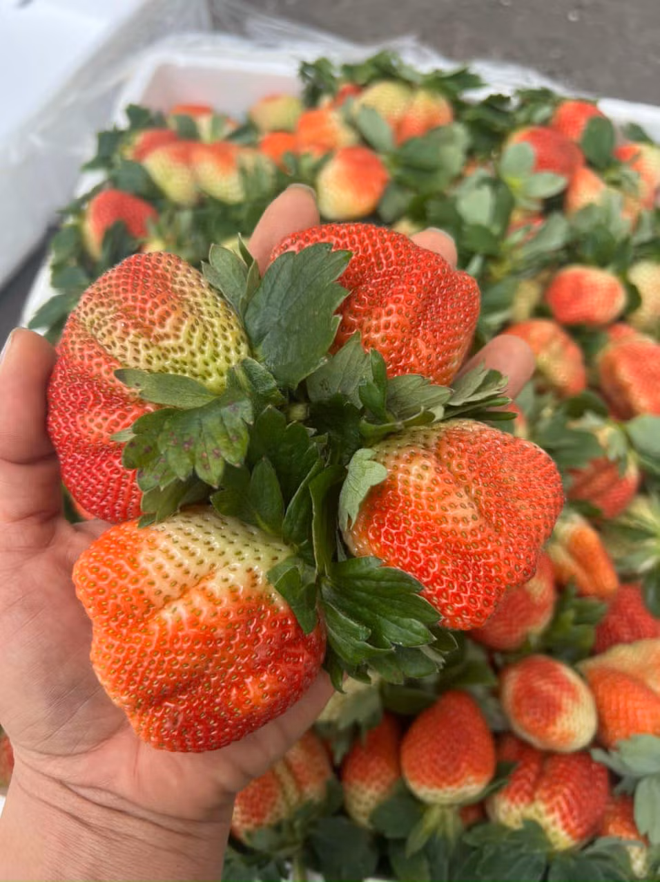 Để phân biệt dâu tây Sơn La với dâu tây Trung Quốc, người tiêu dùng nên quan sát kỹ hình dáng bên ngoài.