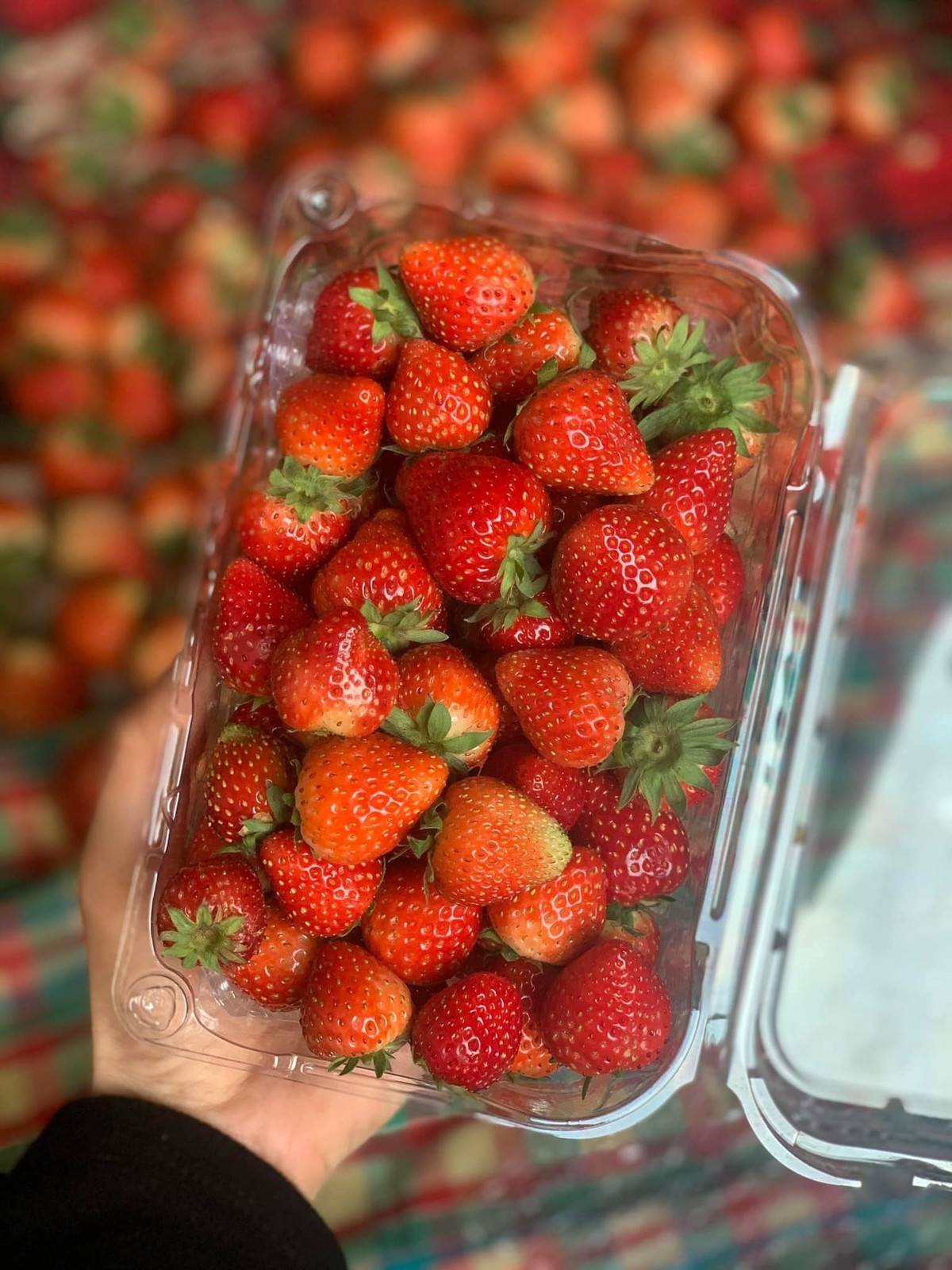 Trong khi đó, dâu tây Mộc Châu màu đỏ tươi, quả to nhỏ không đều. Các nhà vườn thường sẽ phân loại khi bán.