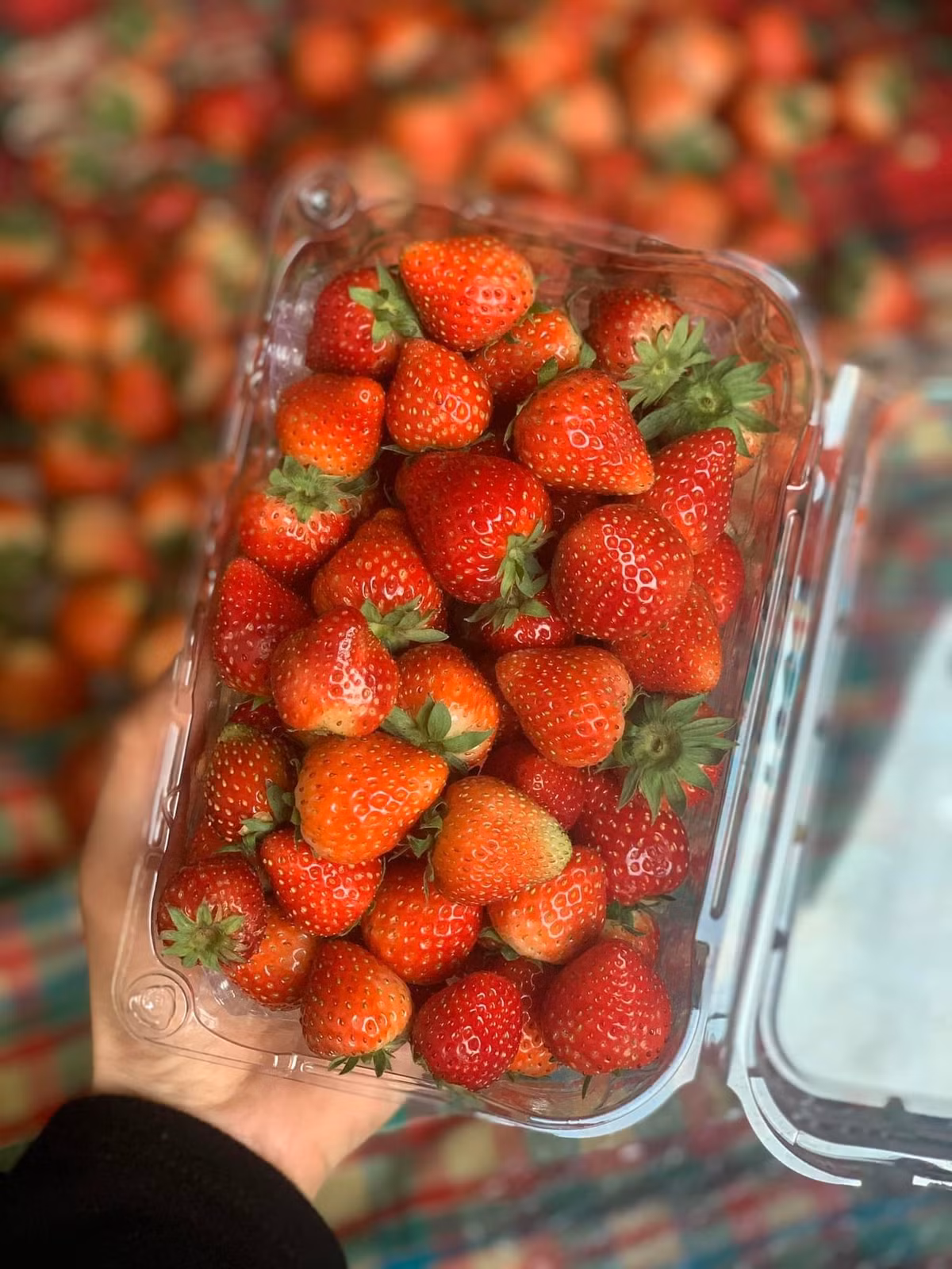 Trong khi đó, dâu tây Mộc Châu màu đỏ tươi, quả to nhỏ không đều. Các nhà vườn thường sẽ phân loại khi bán.