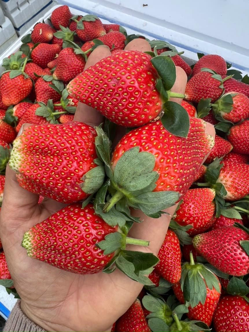 Đặc biệt, dâu tây Sơn La thường không dùng thuốc bảo quản nên chỉ để được trung bình từ 2-3 ngày ở nhiệt độ thường.