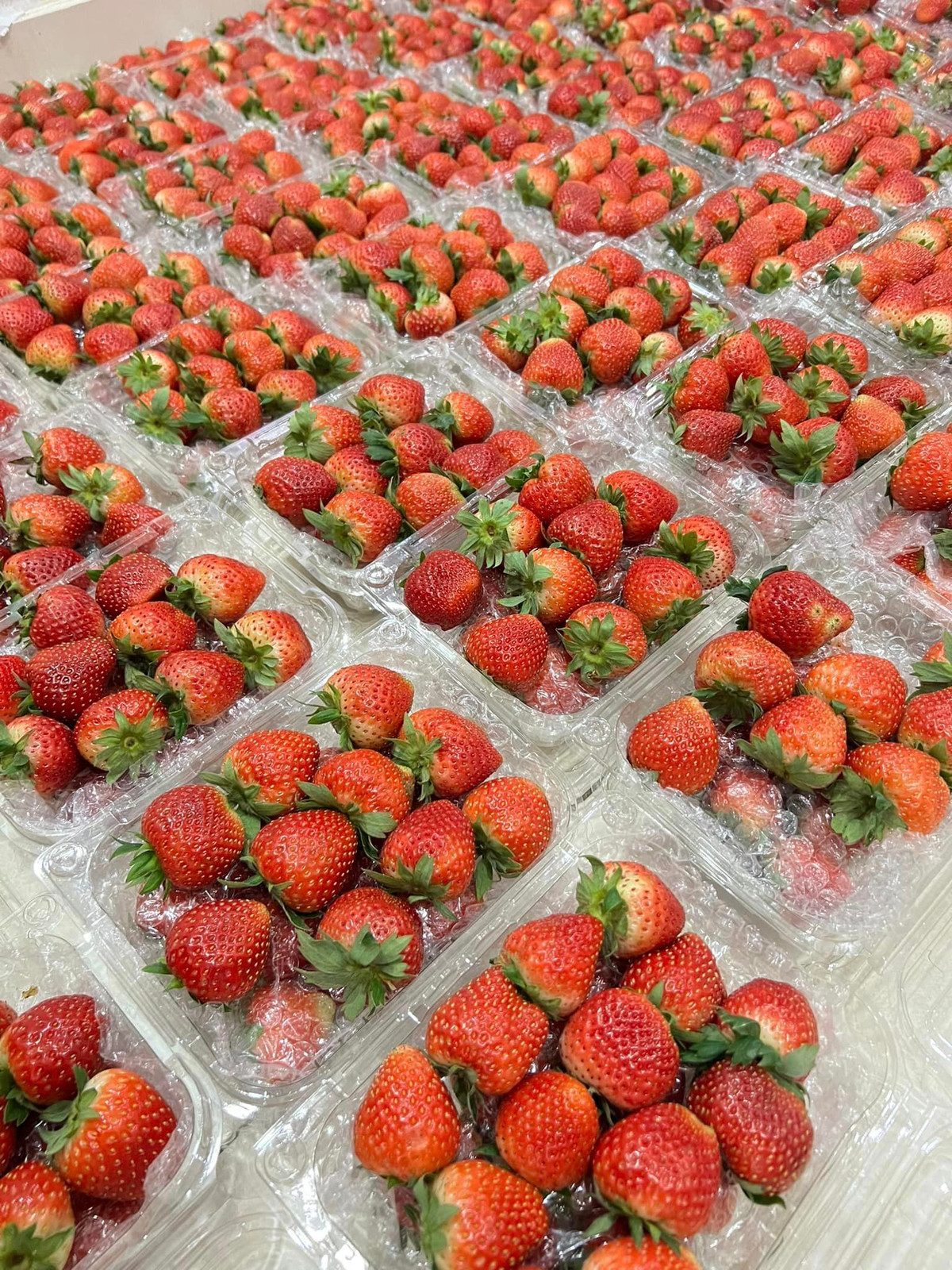 Quả dâu tây Trung Quốc có quả thuôn dài, màu đỏ sậm từ đầu đến cuống, khá đẹp mắt. Quả dâu cứng, khi bổ ra có nhiều phần trắng, ruột xốp và khi ăn vị ngọt đậm, mùi hắc.