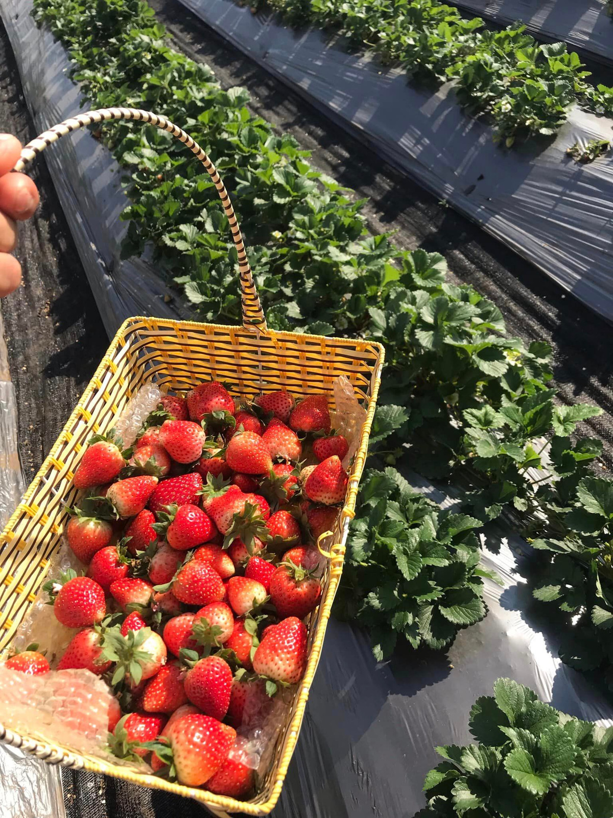 Để chọn dâu tây ngon, người tiêu dùng tránh các quả mềm nhũn, dập nát hay quả còn đốm xanh trên thân. Đó thường là những quả được hái khi còn chưa chín, ăn sẽ chua, ít nước. Nguồn ảnh: Facebook