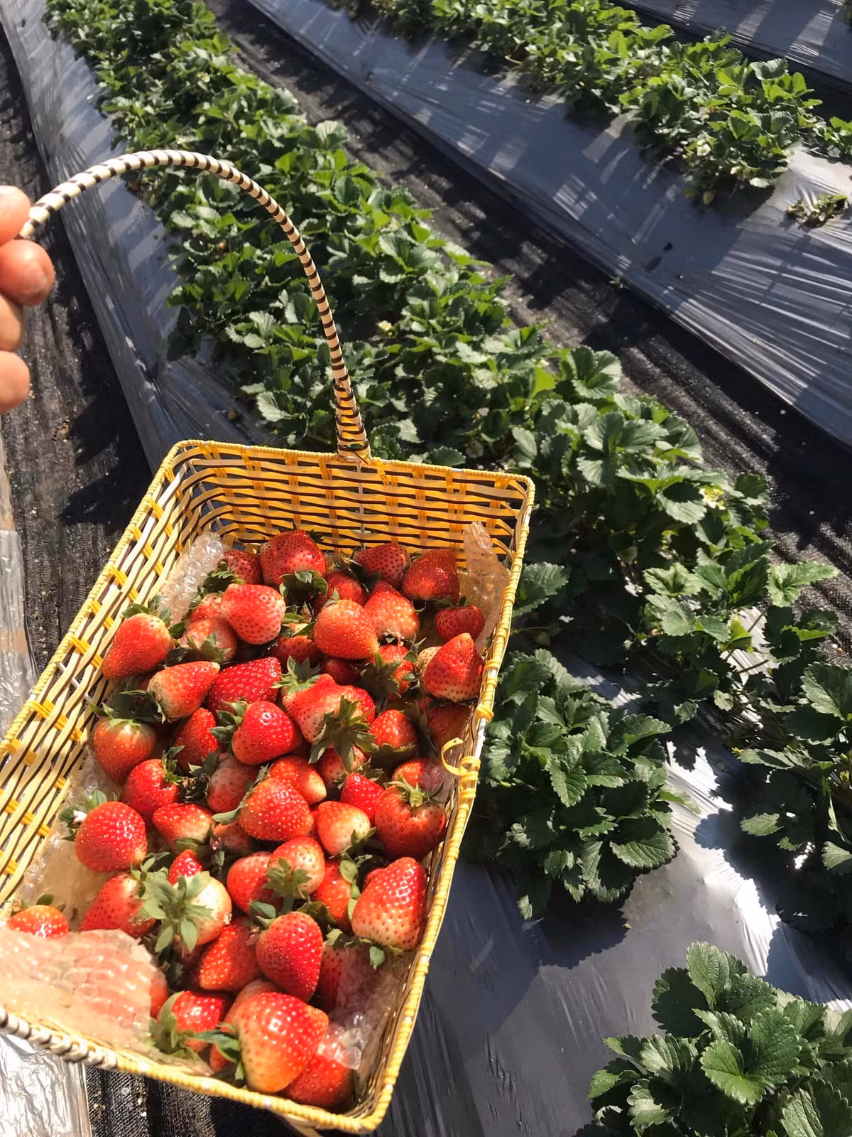 Để chọn dâu tây ngon, người tiêu dùng tránh các quả mềm nhũn, dập nát hay quả còn đốm xanh trên thân. Đó thường là những quả được hái khi còn chưa chín, ăn sẽ chua, ít nước. Nguồn ảnh: Facebook