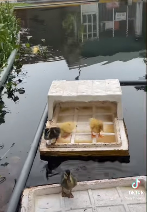 Nữ nghệ sĩ hào hứng với lần đầu chăn vịt.