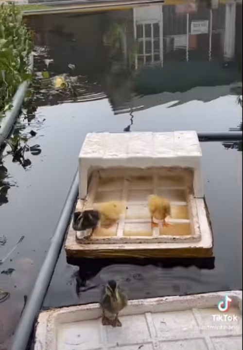 Nữ nghệ sĩ hào hứng với lần đầu chăn vịt.