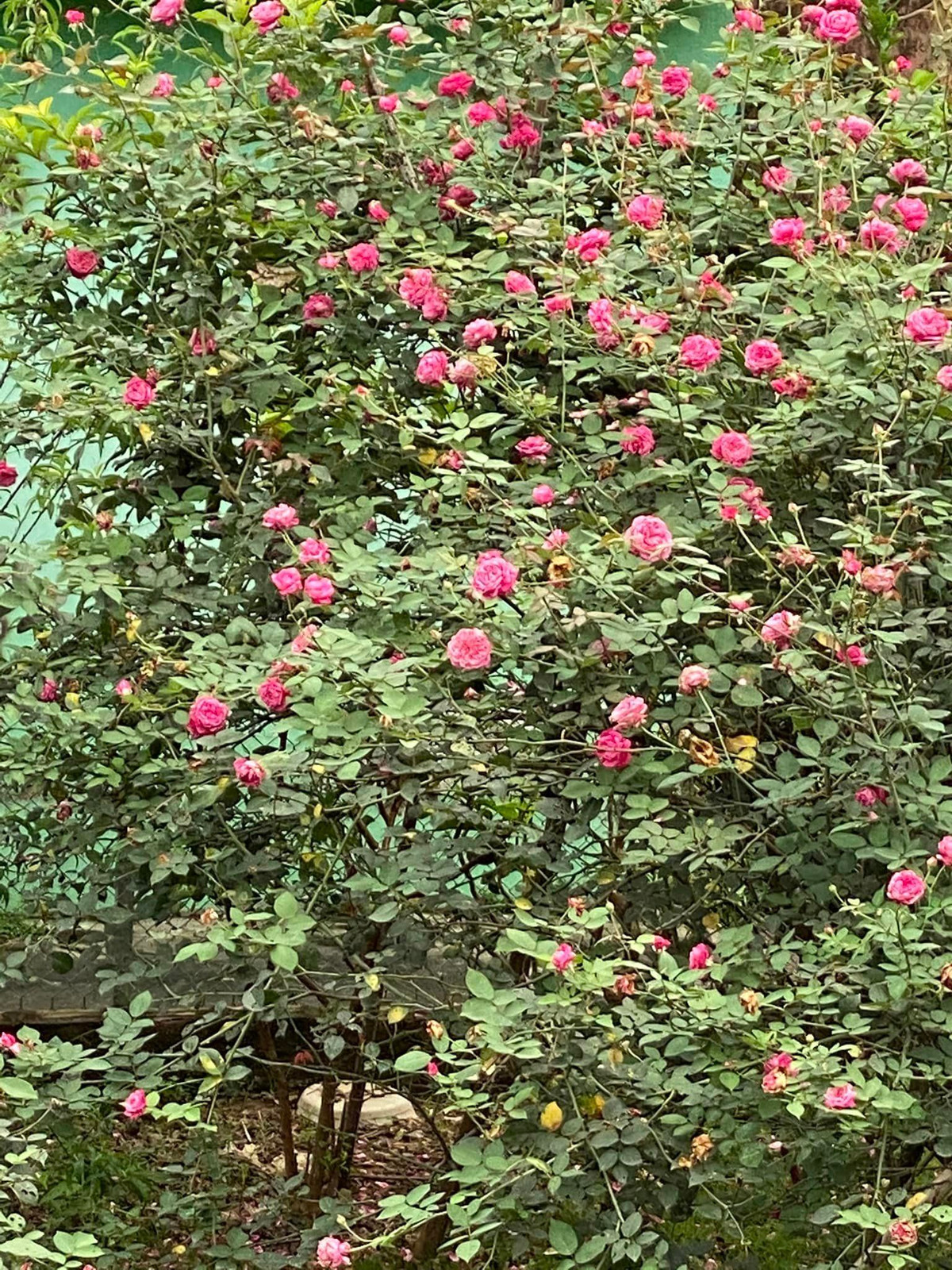 Hoa hồng nở đỏ rực một góc vườn. Nguồn ảnh: FBNV