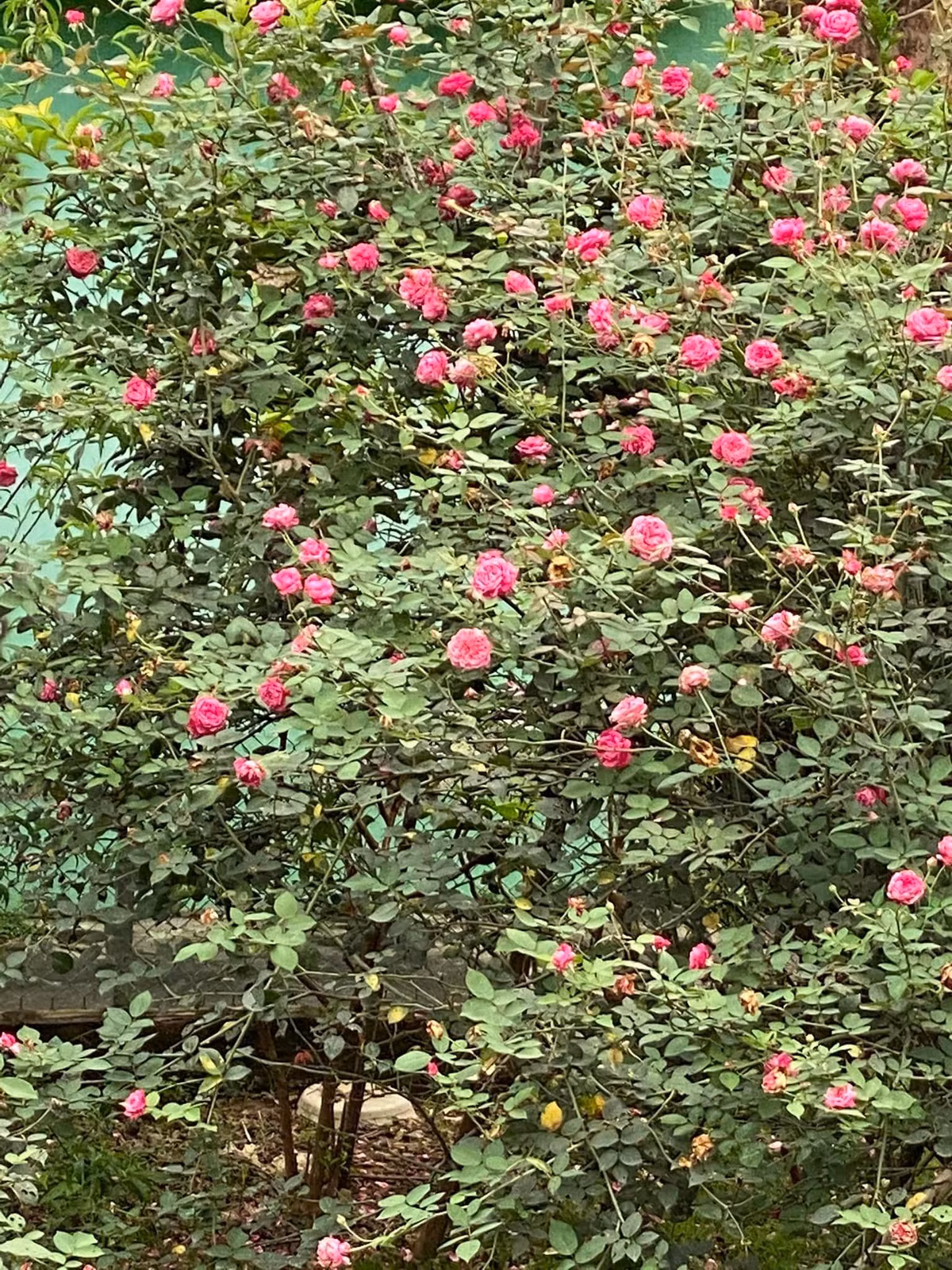 Hoa hồng nở đỏ rực một góc vườn. Nguồn ảnh: FBNV