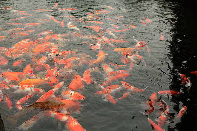 Để sở hữu những chú cá có kích thước từ 80 – 90 cm là điều vô cùng khó bởi số lượng không nhiều. Ảnh: Dân Việt