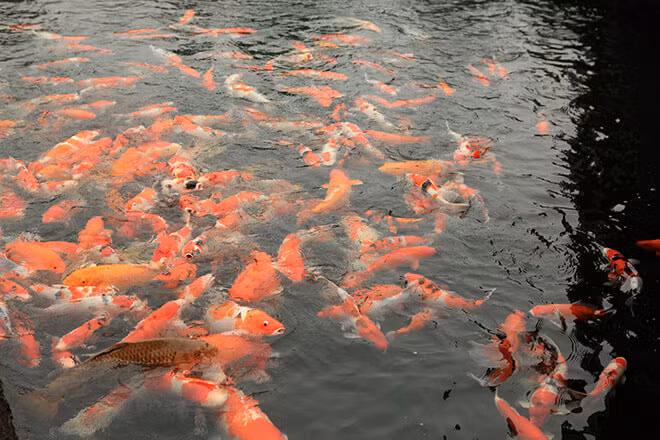 Để sở hữu những chú cá có kích thước từ 80 – 90 cm là điều vô cùng khó bởi số lượng không nhiều. Ảnh: Dân Việt