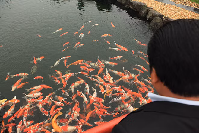 Các Koi trong hồ có kích thước trung bình từ 40 – 90 cm và được tuyển chọn kỹ càng tại các trang trại cá có danh tiếng tại Nhật Bản. Ảnh: Dân Việt