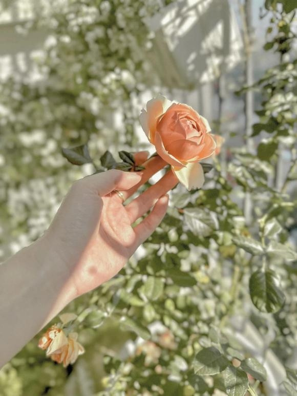 Hoa hồng bung nở rực rỡ. Nguồn ảnh: FBNV