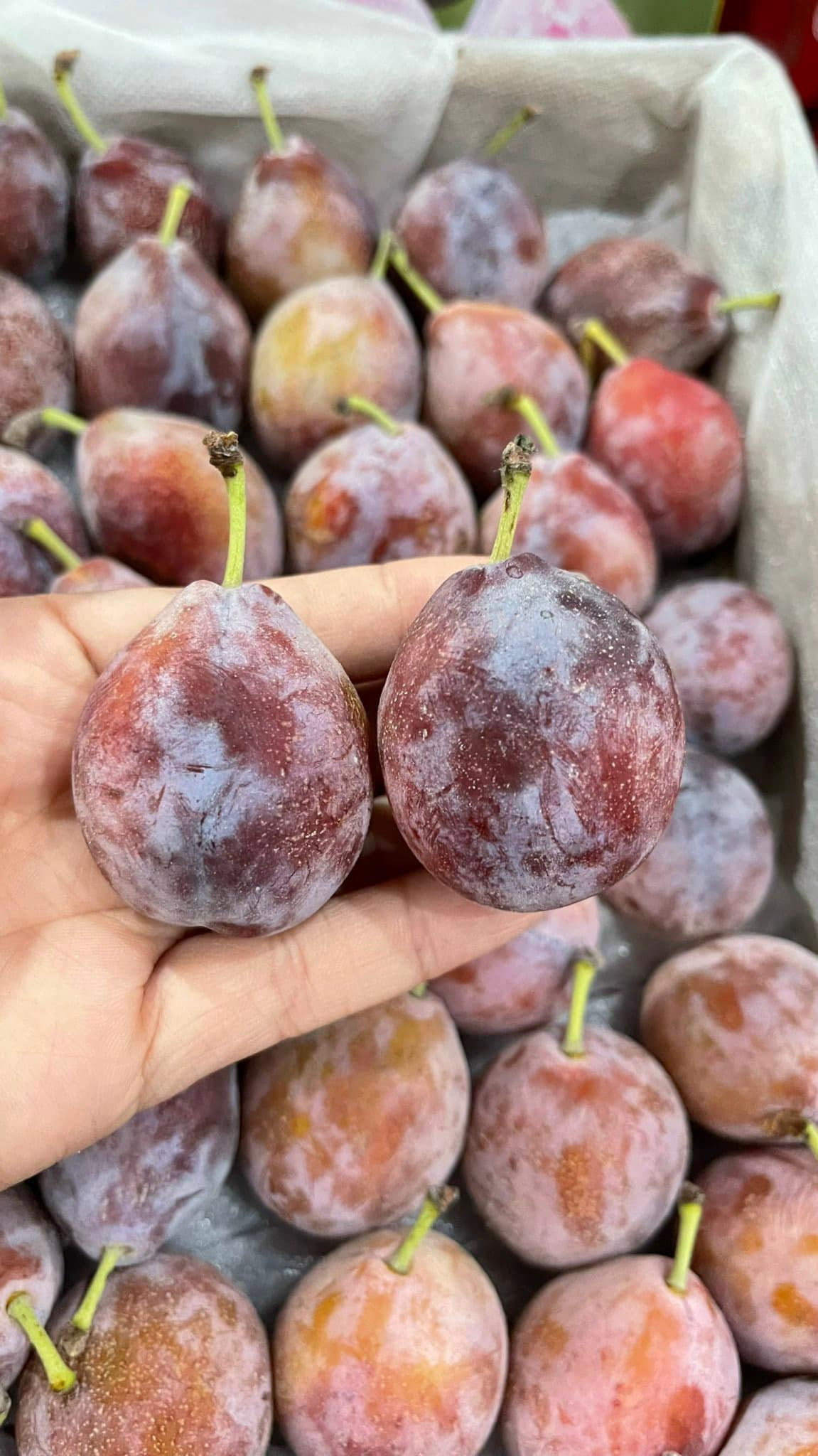 So với mận đường nhập khẩu từ Úc và Chile, mận đường trồng tại Trung Quốc giá rẻ hơn nhiều song so với mận khác xuất xứ Trung Quốc thì giá mận đường đắt đỏ nhất. Ảnh: Facebook